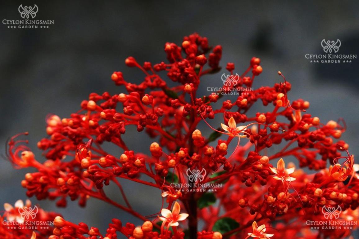 Ceylon Kingsmen Garden Hotel - Katunayake Негомбо Экстерьер фото